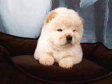 Panda Yavrulari Si̇zleri̇ Bekli̇yor