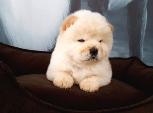 Panda Yavrulari Si̇zleri̇ Bekli̇yor görsel