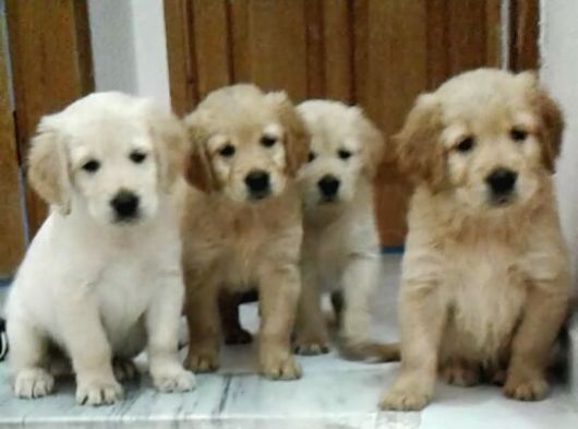 Bebek Yüzlü Golden Retri̇ever görsel