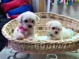 Muhtesem orjinal bichon FRİSE
