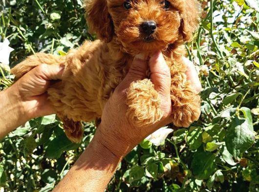 Muhteşem Mini Toy Poodle Lar görsel