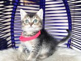 Golden Tabby Dişi Yavrular