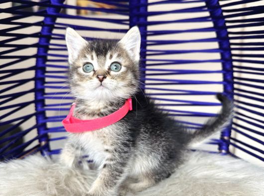 Golden Tabby Dişi Yavrular görsel