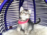 Golden Tabby Dişi Yavrular