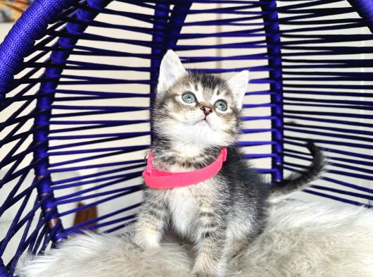 Golden Tabby Dişi Yavrular görsel