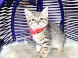 Golden Tabby Dişi Yavrular