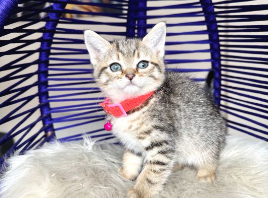 Golden Tabby Dişi Yavrular görsel