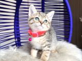 Golden Tabby Dişi Yavrular