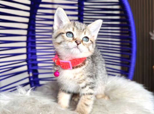 Golden Tabby Dişi Yavrular görsel