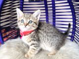 Golden Tabby Dişi Yavrular