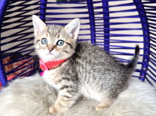 Golden Tabby Dişi Yavrular görsel