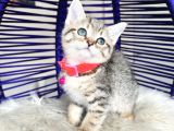 Golden Tabby Dişi Yavrular