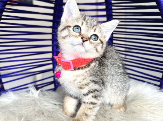 Golden Tabby Dişi Yavrular görsel