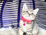 Golden Tabby Dişi Yavrular