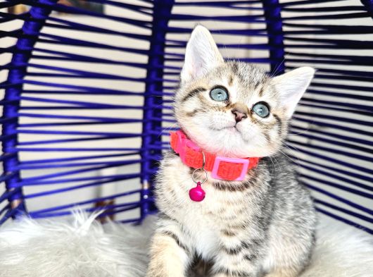 Golden Tabby Dişi Yavrular