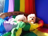 Muhteşem Maltese