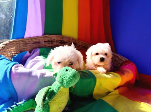Muhteşem Maltese görsel