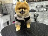 AYI SURAT ORJİNAL POMERANİAN BOO