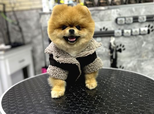 Ayi Surat Orji̇nal Pomerani̇an Boo