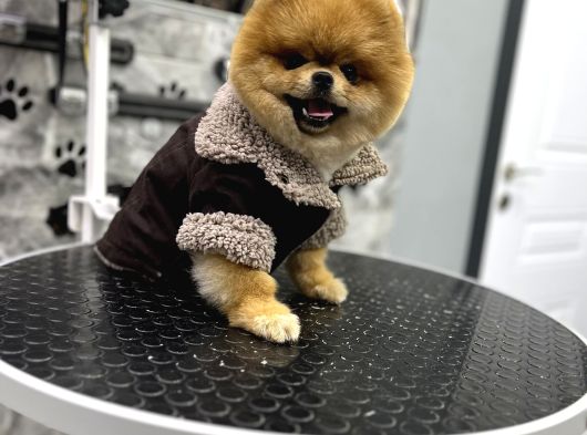 Ayi Surat Orji̇nal Pomerani̇an Boo görsel