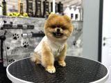 Ayi Surat Orji̇nal Pomerani̇an Boo