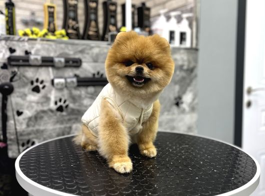 Ayi Surat Orji̇nal Pomerani̇an Boo görsel