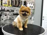 Ayi Surat Orji̇nal Pomerani̇an Boo
