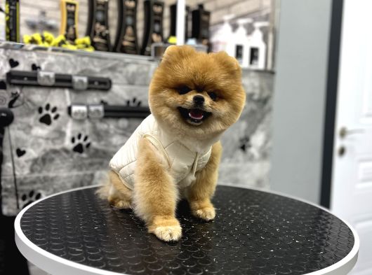 Ayi Surat Orji̇nal Pomerani̇an Boo görsel