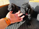SİYAH TOY POODLE BEBEKLER
