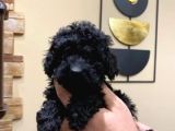 Si̇yah Toy Poodle Bebekler