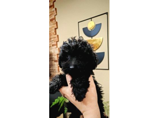 Si̇yah Toy Poodle Bebekler görsel