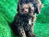 Si̇yah Toy Poodle Bebekler