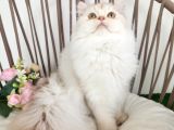 Safkan British Longhair - Aşıları Yapılmış - Aşırı Sosyal