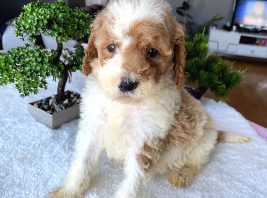 Özel Renk Labradoodle Bebeği̇mi̇z Tek Aşili