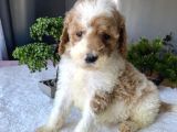 Özel Renk Labradoodle Bebeği̇mi̇z Tek Aşili