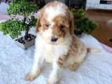 Özel Renk Labradoodle Bebeği̇mi̇z Tek Aşili
