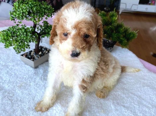 Özel Renk Labradoodle Bebeği̇mi̇z Tek Aşili görsel