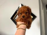 En Güzel Poodle Yavrular Bizdee