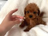 En Güzel Poodle Yavrular Bizdee