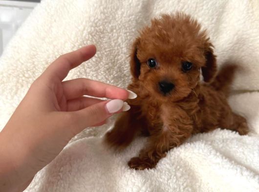 En Güzel Poodle Yavrular Bizdee görsel