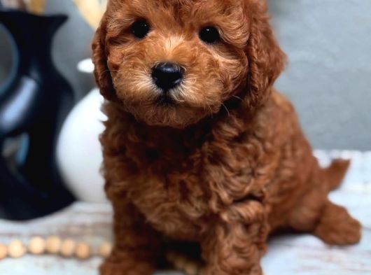 Full Safkan Orjinal Toypoodle Yavrumuz görsel