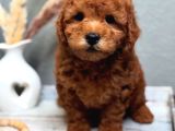 Full Safkan Orjinal ToyPoodle yavrumuz