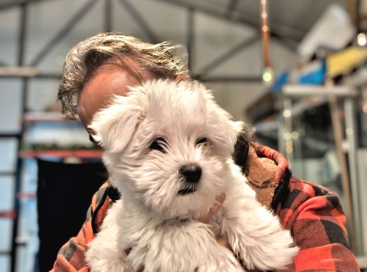 Maltese Teri̇er Yavrulari̇ görsel