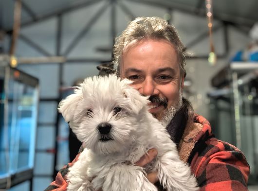 Maltese Teri̇er Yavrulari̇ görsel
