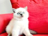 British shortair blue point