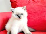 British Shortair Blue Point