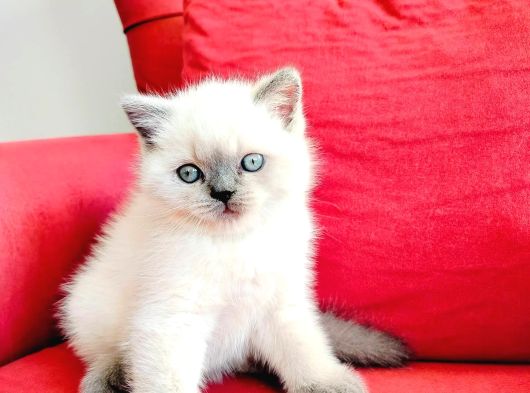 British Shortair Blue Point görsel