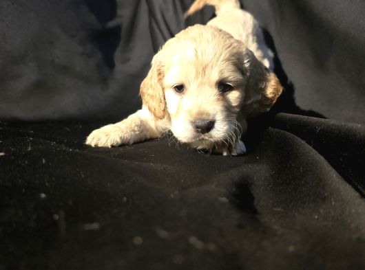 A Kalite Cocker Bebekler görsel