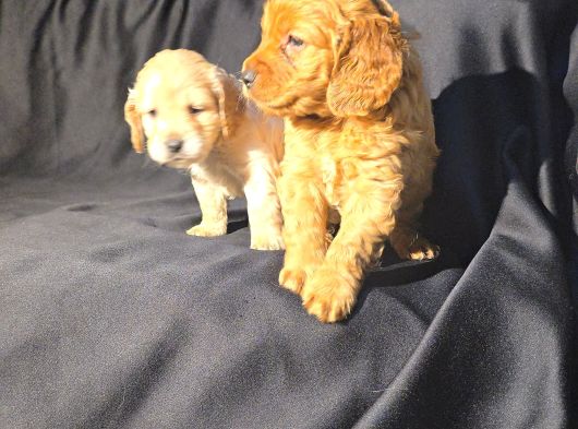 A Kalite Cocker Bebekler görsel
