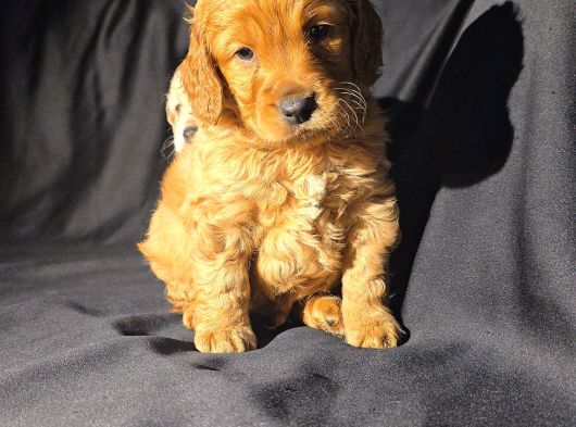 A Kalite Cocker Bebekler